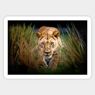 Lioness in the Grass Sticker